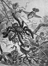 Tarantula overpowering a hummingbird nest, Historical, digitally restored reproduction from a 19th