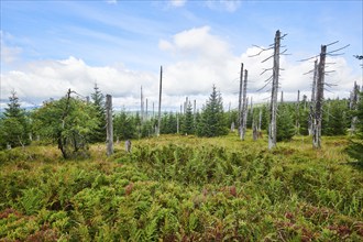 Vegetation with Norway spruce (Picea abies) and colored European blueberry (Vaccinium myrtillus) on