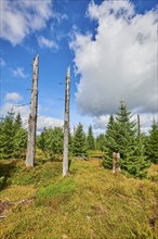 Vegetation with Norway spruce (Picea abies) and colored European blueberry (Vaccinium myrtillus) on