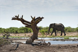 Elephant (Loxodonta africana), dead tree, steppe, dryness, drought, climate change, safari,