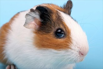 A single guinea pig, Guinea Pig Pig, Portrait, (Caviidae), Rodents, Studio