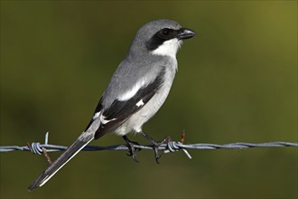 Loggerhead shrike (Lanius ludovicianus), Venice Landfill, Venice, Florida, USA, North America