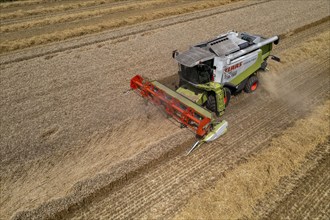 Agriculture, grain harvest, wheat, combine harvester harvesting in a wheat field, near