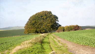 Chalk landscape from the prehistoric Ridgeway long distance route way, Overton Hill, Marlborough