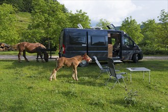 A camper van stands in a meadow, two horses graze in an idyllic landscape, curious foal and dam,