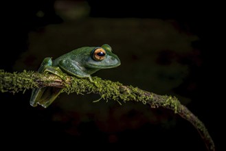 Frog (Boophis septemtrionalis) in the rainforests of the Montagne d Ambre National Park in the