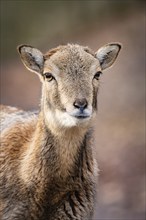 Portrait of a young deer with warm colours and a gentle gaze, Germany, Europe