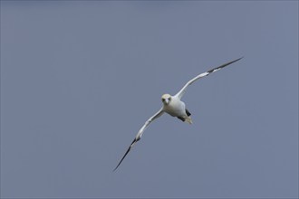 Northern gannet (Morus bassanus) adult bird in flight, Yorkshire, England, United Kingdom, Europe