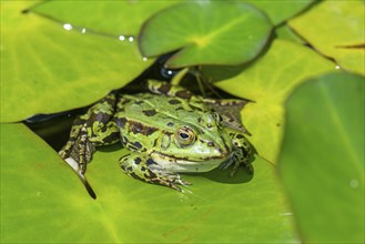 Green frog (Pelophylax esculentus), Bavaria, Germany, Europe