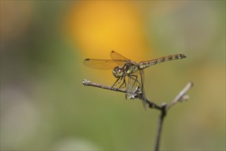 Common darter dragonfly (Sympetrum striolatum) adult female insect resting on a garden plant stem,