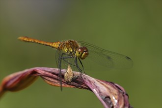 Common darter dragonfly (Sympetrum striolatum) adult female insect resting on a garden lily flower,