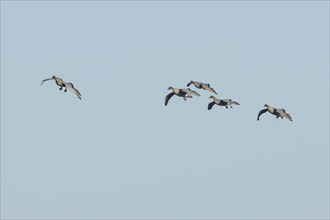 Pink-footed goose (Anser brachyrhynchus) five adult birds flying in a flock or skein, Norfolk,