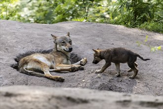 A young cautiously approaches a lying wolf in a pit of earth, European grey gray wolf (Canis