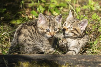 Two striped kittens playing in the sun in a meadow, wild cat (Felis silvestris), kittens, Germany,