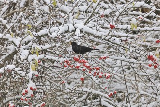 Blackbird, Wintertime, Germany, Europe