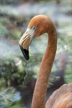 Flamingo (Phoenicopterus ruber), Aviario Nacional de Colombia, Via Baru, Province of Cartagena,