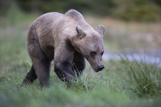 European brown bear or Eurasian brown bear (Ursus arctos arctos), brown bear in a forest clearing,