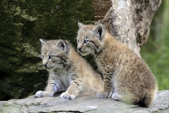 Two young lynxes, (Lynx lynx), animal cubs, Bavarian Forest, Bavaria, Federal Republic of Germany