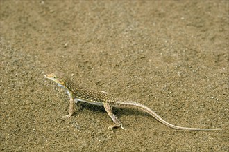 Desert lizard, (Meroles anchietae), lizard lurking in the sand of the Namib Desert, Sossusvlei,