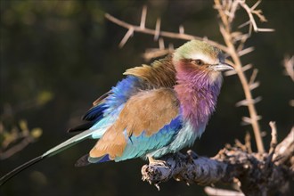 Africa, Botswana, Fork-tailed Roller, Coracias caudatus, Botswana, Africa