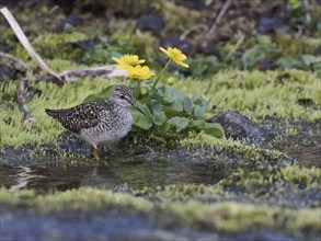 Wood Sandpiper (Tringa glareola), searching for food in a stream, June, Finnmark, Norway, Europe