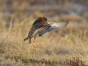 Ruff (Calidris pugnax) male in breeding plumage displaying at lek, jumping up in the air, Pokka,