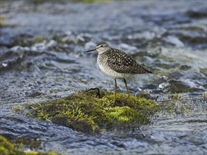 Wood Sandpiper (Tringa glareola), adult, standing on a stone in a stream, Finmark, Norway, Europe