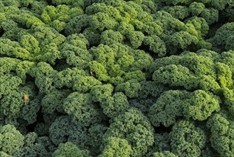 Kale field, growing area in the south of Düsseldorf, Volmerswerth district, on the Rhine, North