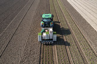 Agriculture, herb gardening, parsley is planted in rows in a field with a planting machine