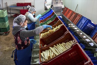 Asparagus farm, white asparagus is washed, cut and sorted by quality after harvesting, near