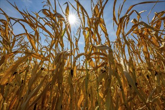 Corn field dried up and only low grown, small corn cobs, due to the summer drought, drought, in