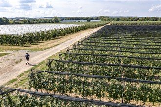 Fruit growing, berry crops, protective nets against birds, hail, heavy rain, rolled up, Germany,