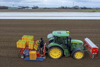 Lettuce plants are planted with a planting machine, Agriculture, Spring