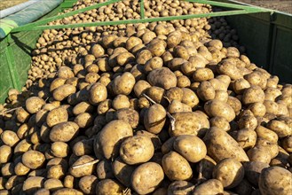 Potato harvest, Melodie variety, so-called split harvesting method, first the tubers are taken out