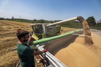 Agriculture, grain harvest, wheat, combine harvester harvesting in a wheat field, grain tank being