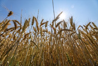 Agriculture, grain harvest, wheat, wheat field, shortly in front of harvest, ears of wheat, near