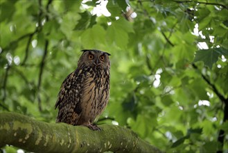 Eurasian eagle-owl (Bubo bubo), adult male, sitting in a tree, Ewald colliery, Herten, Ruhr area,