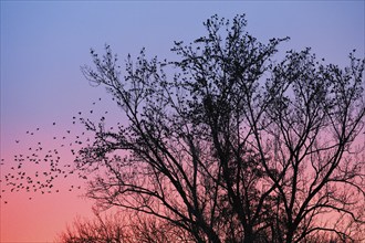 Starlings gather in treetops at sunset, Canton Lucerne, Switzerland, Europe