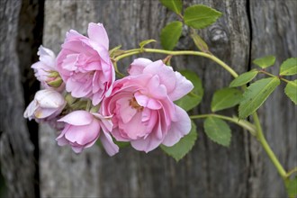 Pink rose blossoms in front of a weathered wooden background with green leaves, Rose (Rosa sp.),