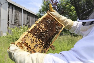 Beekeeper works on his hive