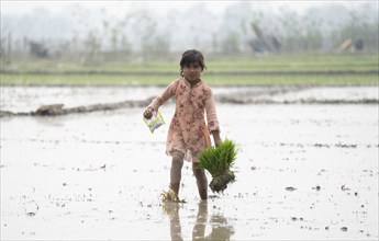 Morigaon, India. 20 February 2024. A girl carries rice sapling in a paddy field on February 20,