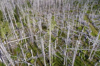 Aerial photo of dead spruces, due to infestation by bark beetles, Oderbrück, 19/07/2020