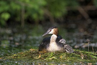 Great Crested Grebe (Podiceps cristatus), adult bird and chicks at the nest, Krickenbecker Seen,