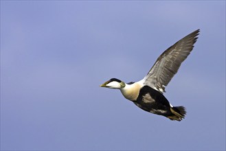 Common eider (Somateria mollissima), Heligoland, Westerhever, Schleswig-Holstein, Federal Republic