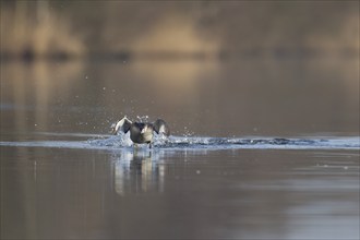 Great crested grebe (Podiceps cristatus) adult bird running on the water on a river, Norfolk,