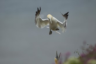 Northern gannet (Morus bassanus) adult bird in flight coming into land on a cliff top with another