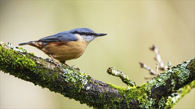 Eurasian Nuthatch, Sitta europaea bird in forest at winter sun