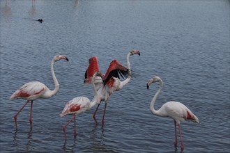 Flamingos in the Carmague, Bouches-du-Rhône, France, Europe