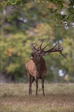 Red deer (Cervus elaphus) adult male stag roaring during the rutting season in a woodland in