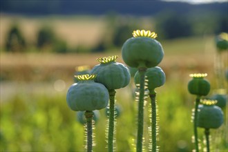 Poppy, (Papaver somniferum), poppy capsule, poppy field, Waldviertel grey poppy, poppy village